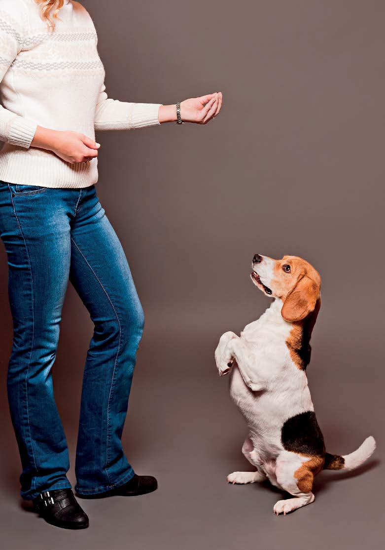6 Ways to Make Your Dog Smarter